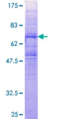 SDS-Page: Recombinant Human CC Chemokine Receptor D6 Protein [H00001238-P02] - 12.5% SDS-PAGE Stained with Coomassie Blue.
