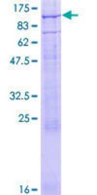 SDS-Page: Recombinant Human CNGA3 Protein [H00001261-P01] - 12.5% SDS-PAGE Stained with Coomassie Blue.