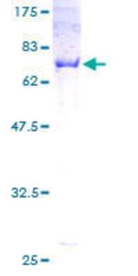 SDS-PAGE Recombinant Human CNPase GST (N-Term) Protein