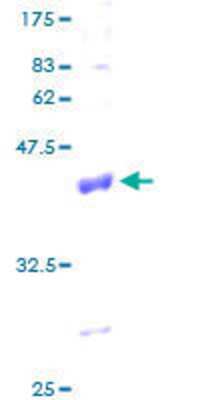 Other Recombinant Human COX6A1 GST (N-Term) Protein