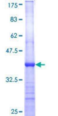 SDS-Page: Recombinant Human CPA3 Protein [H00001359-Q01] - 12.5% SDS-PAGE Stained with Coomassie Blue.