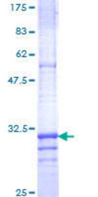 SDS-Page: Recombinant Human Claudin-4 Protein [H00001364-Q01] - 12.5% SDS-PAGE Stained with Coomassie Blue.