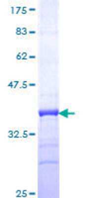 SDS-Page: Recombinant Human CREBL2 Protein [H00001389-Q01] - 12.5% SDS-PAGE Stained with Coomassie Blue.