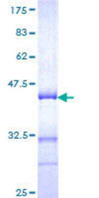 SDS-Page: Recombinant Human CREM Protein [H00001390-Q01] - 12.5% SDS-PAGE Stained with Coomassie Blue.