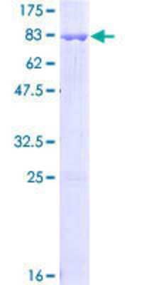 SDS-PAGE Recombinant Human DAPK3/ZIPK GST (N-Term) Protein