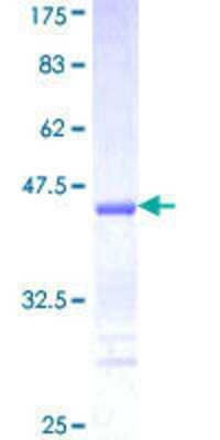 Other Recombinant Human DAPK3/ZIPK GST (N-Term) Protein