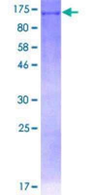 SDS-Page: Recombinant Human DDX11 Protein [H00001663-P01] - 12.5% SDS-PAGE Stained with Coomassie Blue.