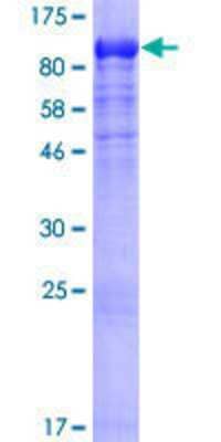 Other Recombinant Human DNCIC1 GST (N-Term) Protein