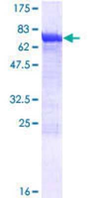 SDS-Page: Recombinant Human DYNC1LI2 Protein [H00001783-P01] - 12.5% SDS-PAGE Stained with Coomassie Blue.