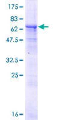 SDS-Page: Recombinant Human DXO Protein [H00001797-P01] - 12.5% SDS-PAGE Stained with Coomassie Blue.