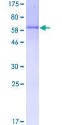 SDS-Page: Recombinant Human DUSP4 Protein [H00001846-P01] - 12.5% SDS-PAGE Stained with Coomassie Blue.