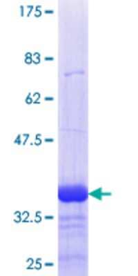 SDS-PAGE Recombinant Human DUSP5 GST (N-Term) Protein