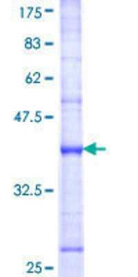 SDS-PAGE Recombinant Human DUSP8 GST (N-Term) Protein