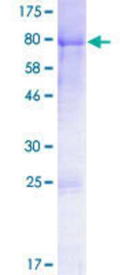 SDS-Page: Recombinant Human Dishevelled-1 Protein [H00001855-P01] - 12.5% SDS-PAGE Stained with Coomassie Blue.