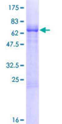 SDS-Page: Recombinant Human HDC2/PHC2 Protein [H00001912-P01] - 12.5% SDS-PAGE Stained with Coomassie Blue.