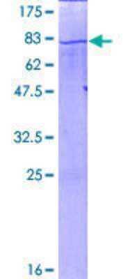 SDS-Page: Recombinant Human EEF1A2 Protein [H00001917-P01] - 12.5% SDS-PAGE Stained with Coomassie Blue.