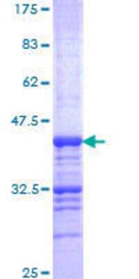 SDS-Page: Recombinant Human CELSR2 Protein [H00001952-Q01] - 12.5% SDS-PAGE Stained with Coomassie Blue.
