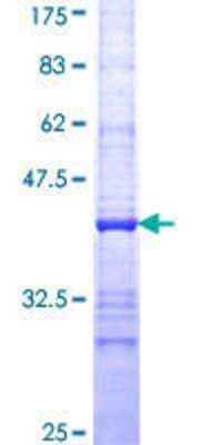 SDS-Page: Recombinant Human EIF2G Protein [H00001968-Q01] - 12.5% SDS-PAGE Stained with Coomassie Blue.