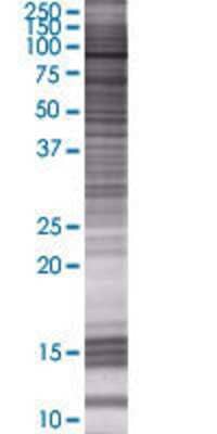 ELF1 transfected lysate.