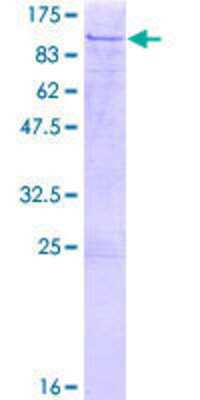 SDS-Page: Recombinant Human ELF2 Protein [H00001998-P01] - 12.5% SDS-PAGE Stained with Coomassie Blue.