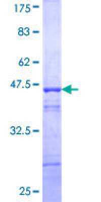 SDS-Page: Recombinant Human ELF2 Protein [H00001998-Q01] - 12.5% SDS-PAGE Stained with Coomassie Blue.