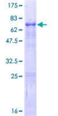 SDS-Page: Recombinant Human ELF3/ESE-1 Protein [H00001999-P01] - 12.5% SDS-PAGE Stained with Coomassie Blue.