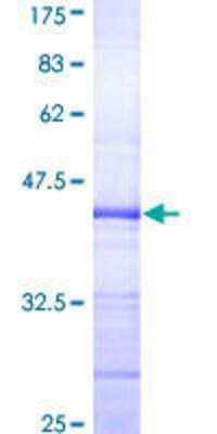 SDS-Page: Recombinant Human ELF3/ESE-1 Protein [H00001999-Q01] - 12.5% SDS-PAGE Stained with Coomassie Blue.