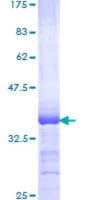 SDS-Page: Recombinant Human Elf4/MEF Protein [H00002000-Q01] - 12.5% SDS-PAGE Stained with Coomassie Blue.