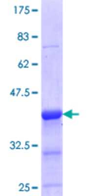 SDS-Page: Recombinant Human ELK3 Protein [H00002004-Q01] - 12.5% SDS-PAGE Stained with Coomassie Blue.