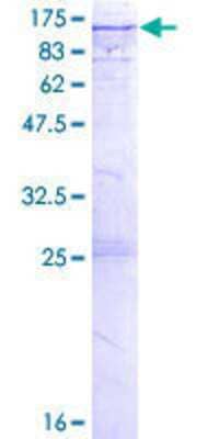 SDS-Page: Recombinant Human EML1 Protein [H00002009-P02] - 12.5% SDS-PAGE Stained with Coomassie Blue.
