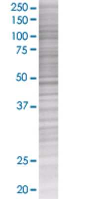 EPHA7 transfected lysate.