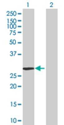 Lane 1: EPHA7 transfected lysate (30.8 KDa) Lane 2: Non-transfected lysate.