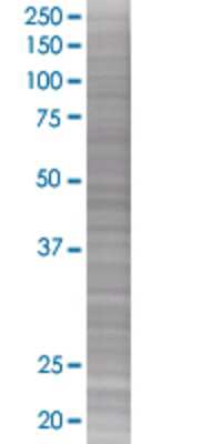 EPO transfected lysate