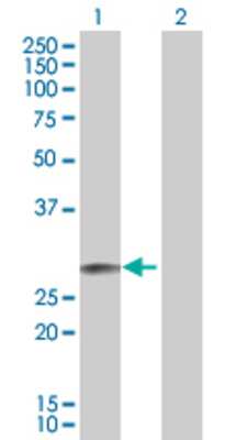 Lane 1: EPO transfected lysate (21.3 KDa). Lane 2: Non-transfected lysate.