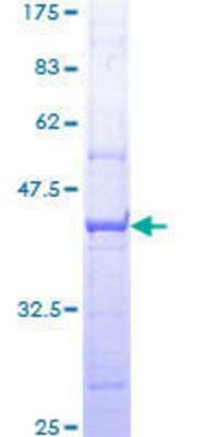 SDS-Page: Recombinant Human XPB Protein [H00002071-Q01] - 12.5% SDS-PAGE Stained with Coomassie Blue.