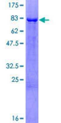 SDS-Page: Recombinant Human ERR gamma/NR3B3 Protein [H00002104-P02] - 12.5% SDS-PAGE Stained with Coomassie Blue.