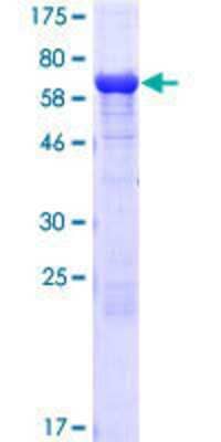 SDS-Page: Recombinant Human eRF1 Protein [H00002107-P01] - 12.5% SDS-PAGE Stained with Coomassie Blue.