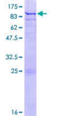 SDS-Page: Recombinant Human ETFDH Protein [H00002110-P01] - 12.5% SDS-PAGE Stained with Coomassie Blue.