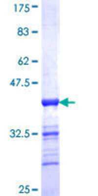 Other Recombinant Human EVI2B GST (N-Term) Protein