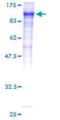 SDS-Page: Recombinant Human Factor XIIIa Protein [H00002162-P01] - 12.5% SDS-PAGE Stained with Coomassie Blue.