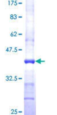 SDS-Page: Recombinant Human FAAH Protein [H00002166-Q01] - 12.5% SDS-PAGE Stained with Coomassie Blue.