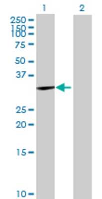 Lane 1: FOXJ1 transfected lysate (46.42 KDa) Lane 2: Non-transfected lysate.