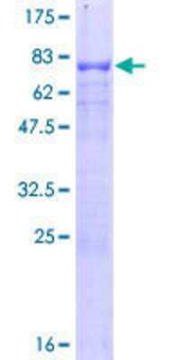 Recombinant Human LRH-1/NR5A2 Protein [H00002494-P01] - 12.5% SDS-PAGE Stained with Coomassie Blue.