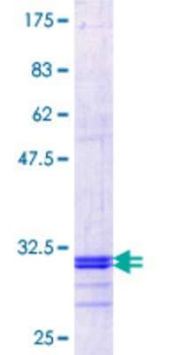 SDS-Page: Recombinant Human SLC37A4 Protein [H00002542-Q01] - 12.5% SDS-PAGE Stained with Coomassie Blue.
