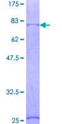 Recombinant Human GABA-A R alpha 1 Protein [H00002554-P01] - 12.5% SDS-PAGE Stained with Coomassie Blue.