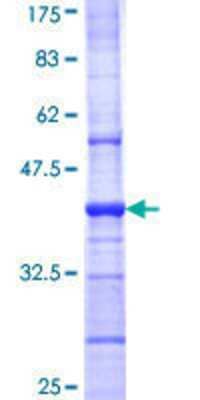 Other Recombinant Human GABA-A R beta 1 GST (N-Term) Protein