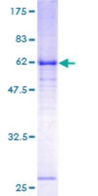 SDS-Page: Recombinant Human GABA Receptor Epsilon Protein [H00002564-P01] - 12.5% SDS-PAGE Stained with Coomassie Blue.