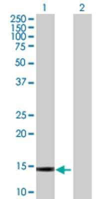 Lane 1: GALNT1 transfected lysate (11.66 KDa) Lane 2: Non-transfected lysate.