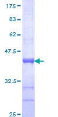 SDS-Page: Recombinant Human GAS2 Protein [H00002620-Q01] - 12.5% SDS-PAGE Stained with Coomassie Blue.