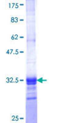SDS-Page: Recombinant Human GBP3 Protein [H00002635-Q01] - 12.5% SDS-PAGE Stained with Coomassie Blue.